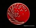 staphylococcus aureus